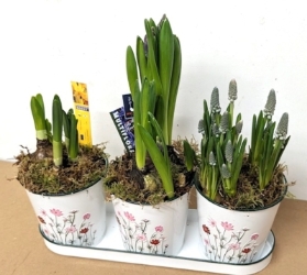 New trio of spring bulbs